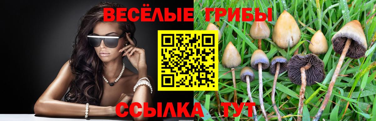 Псилоцибиновые грибы GOLDEN TEACHER Калининград